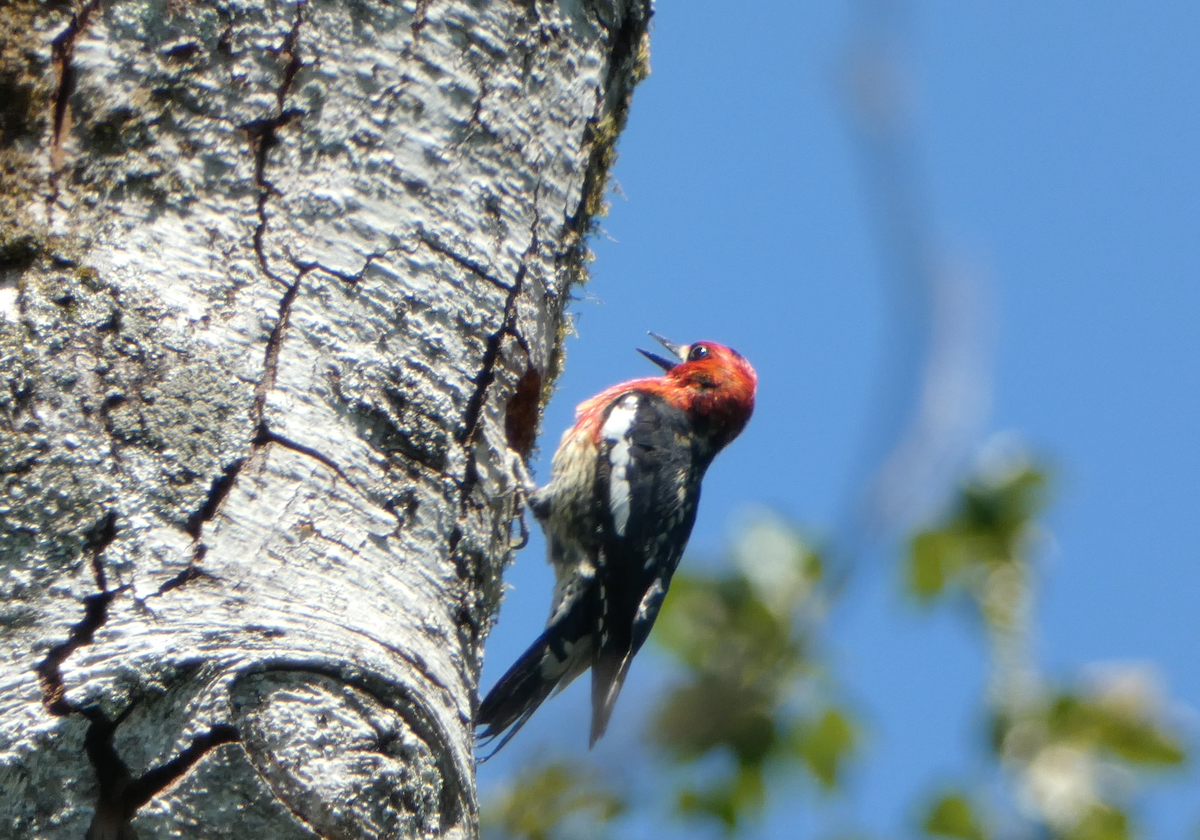 Red-breasted Sapsucker - ML619174192