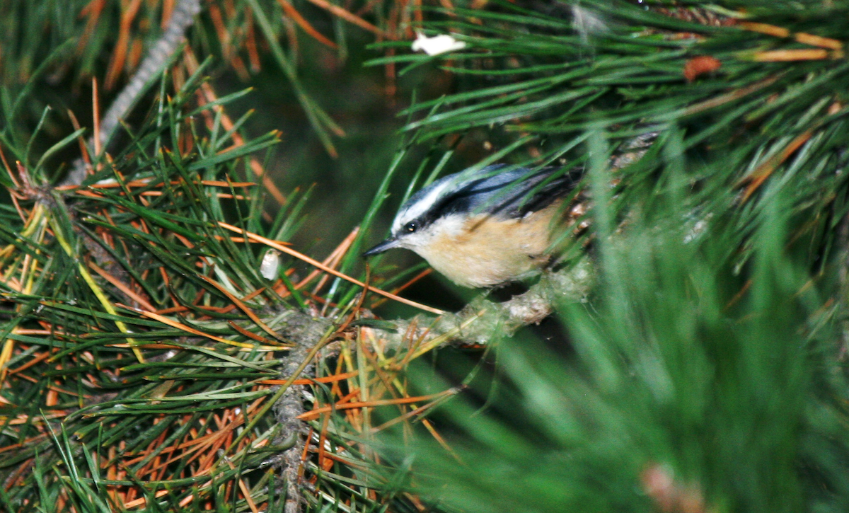 Red-breasted Nuthatch - ML619174193
