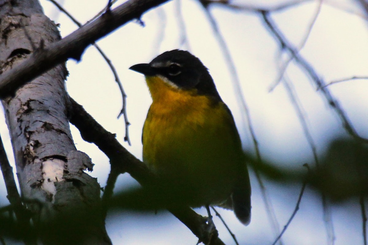 Yellow-breasted Chat - ML619174194
