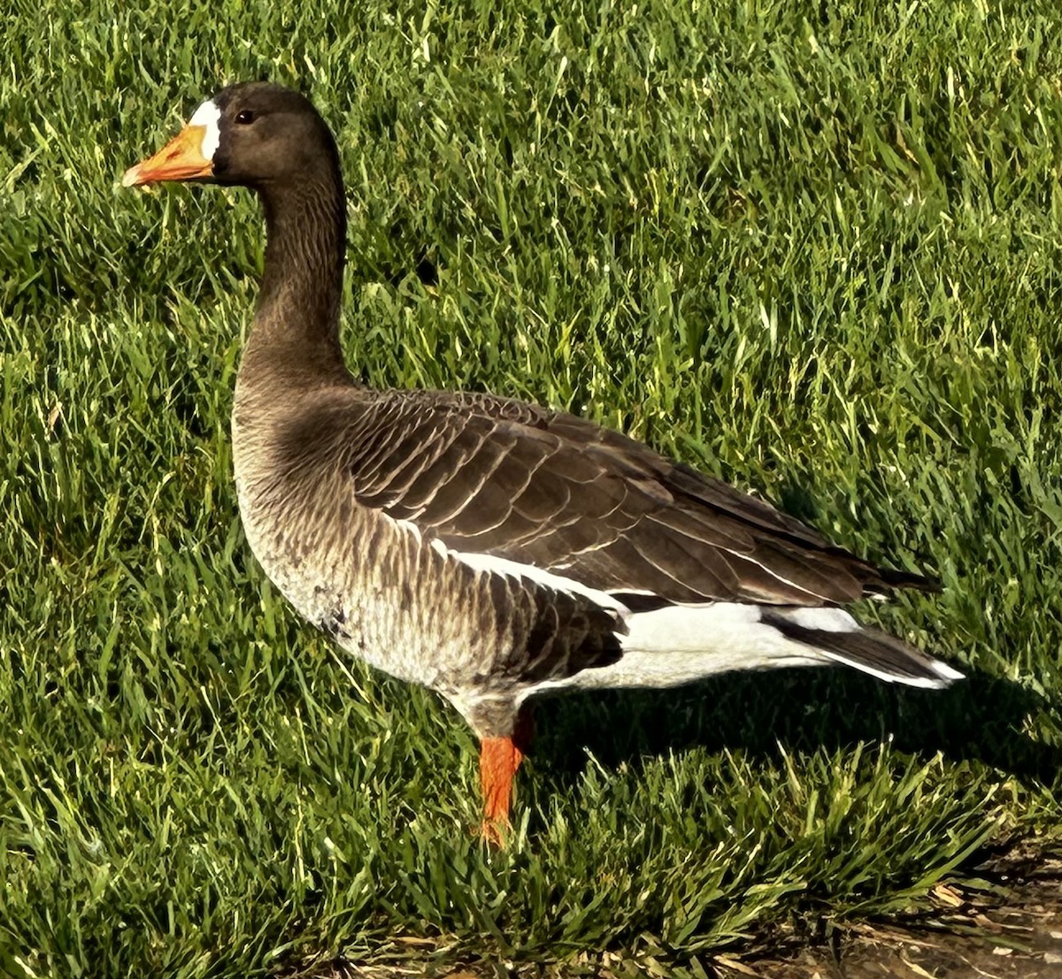 Greater White-fronted Goose - ML619174196