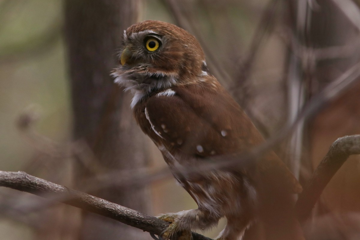 Ferruginous Pygmy-Owl - ML619174199