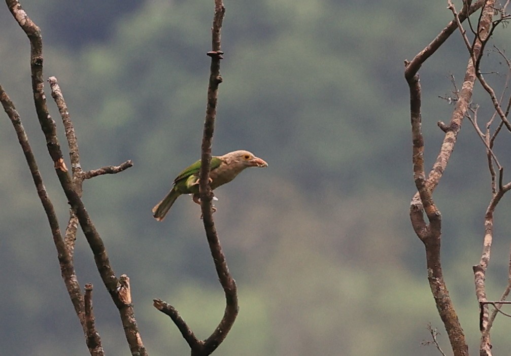 Lineated Barbet - ML619174301