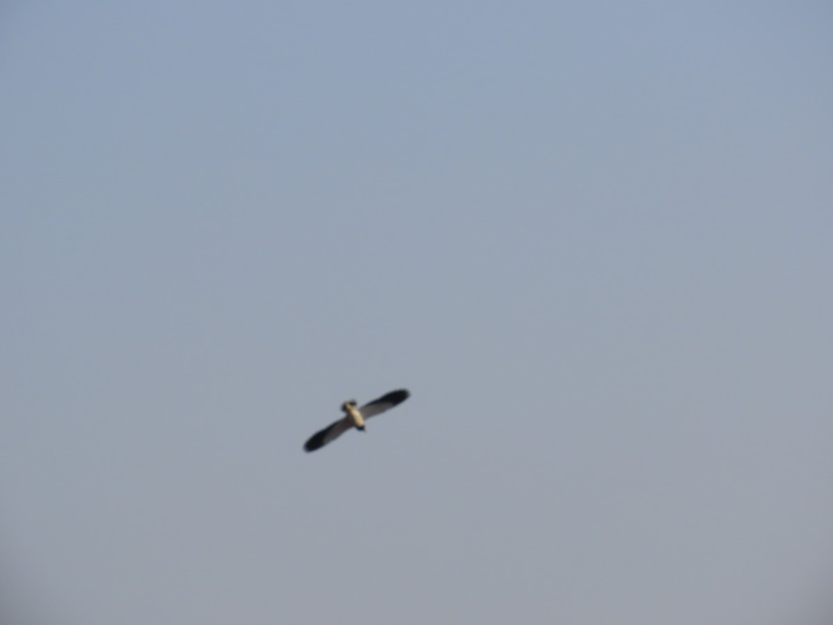 Black-winged Kite - ML619174306