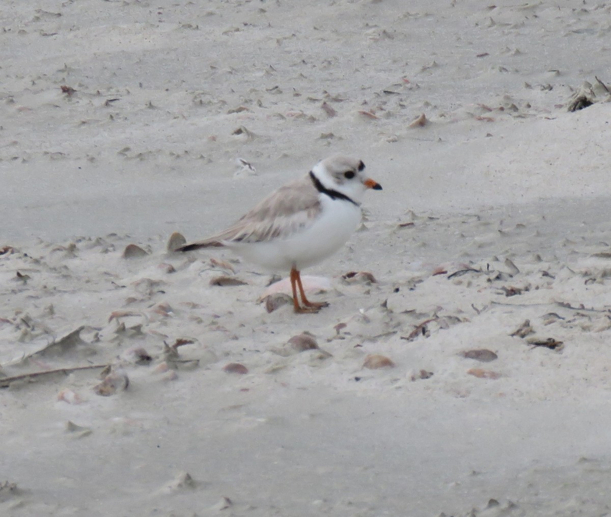Piping Plover - ML619174318