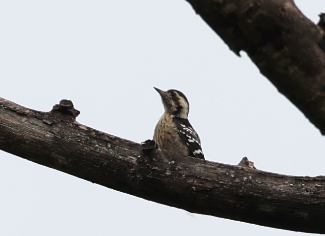 Gray-capped Pygmy Woodpecker - ML619174337