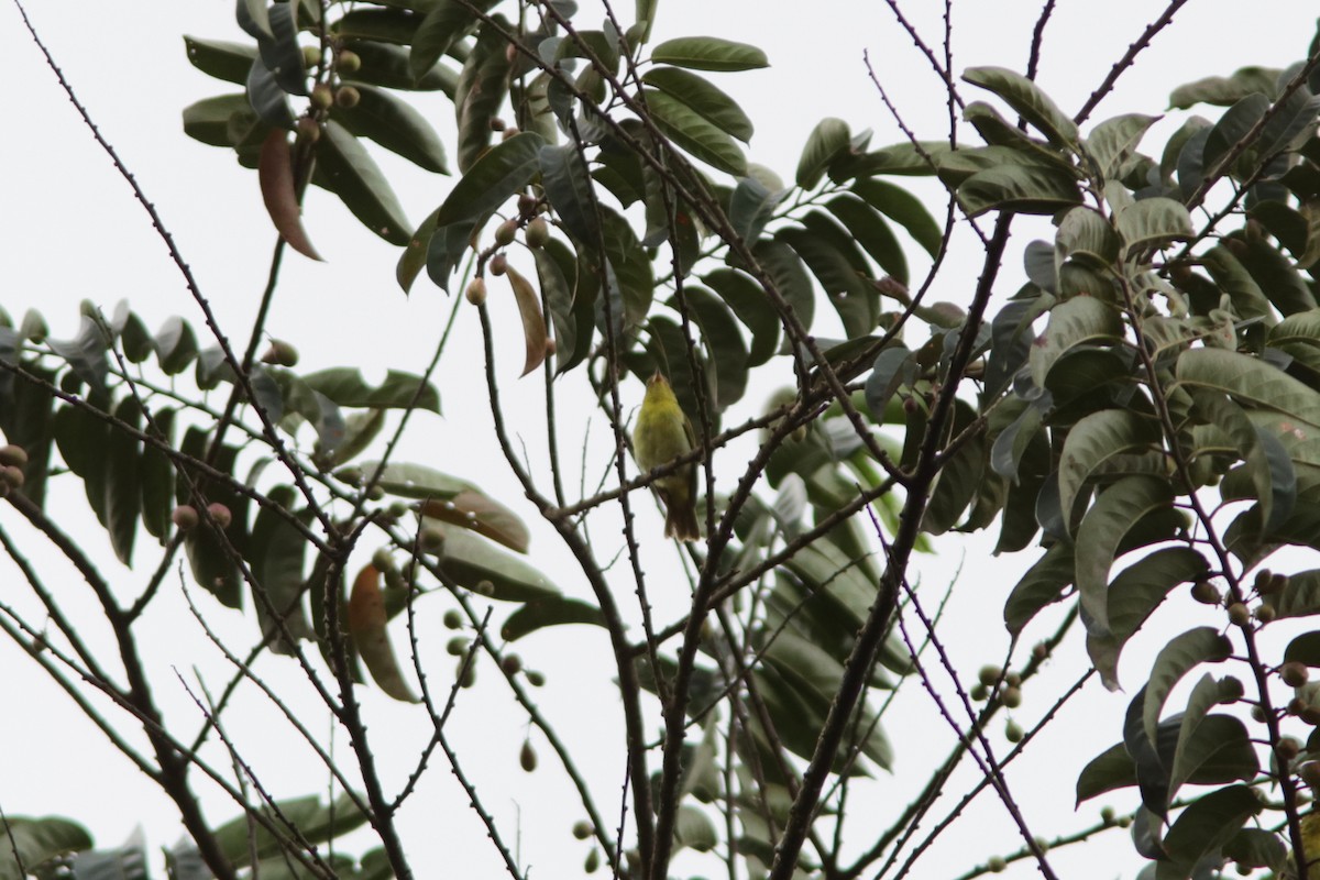 Yellow-backed Tanager - ML619174341