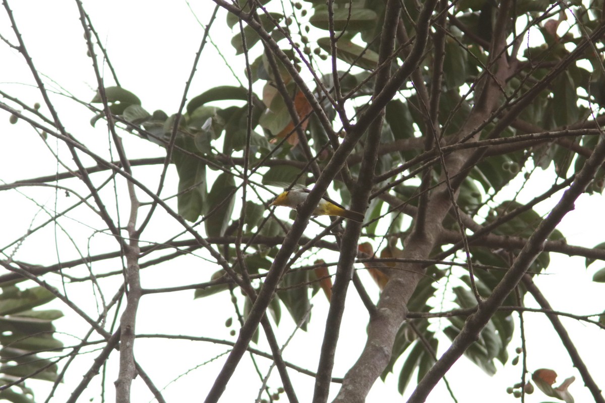 Yellow-backed Tanager - ML619174342