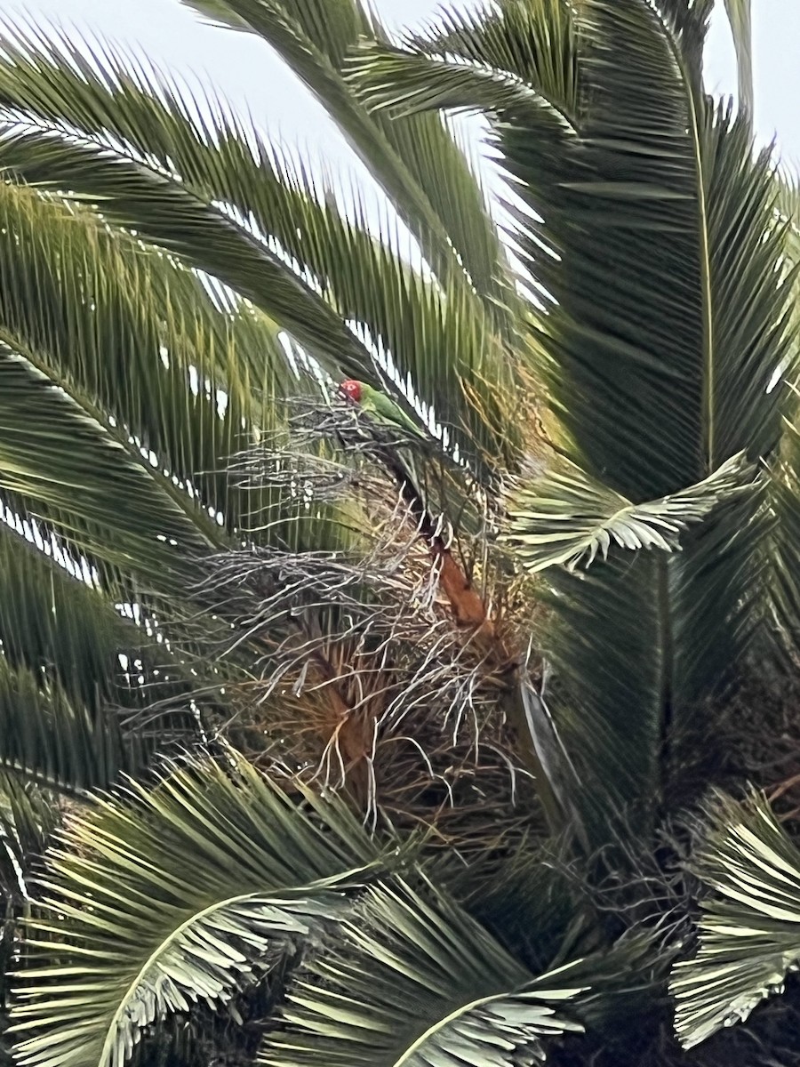 Guayaquil Papağanı - ML619174359