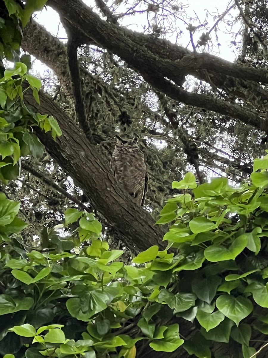 Great Horned Owl - ML619174369