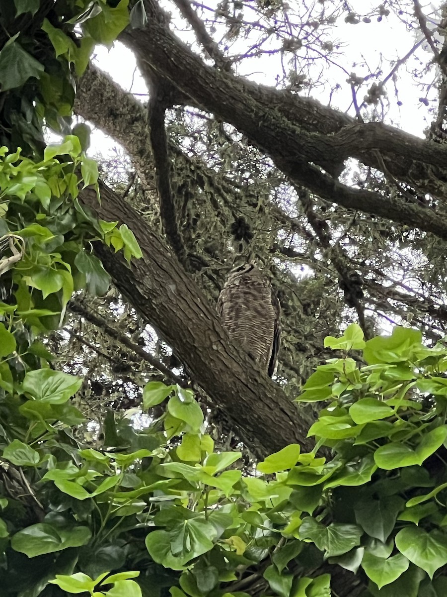 Great Horned Owl - ML619174373