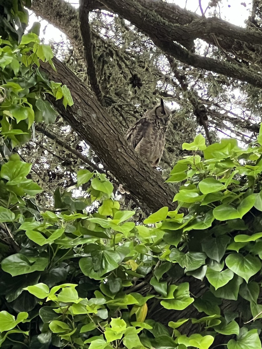 Great Horned Owl - ML619174379