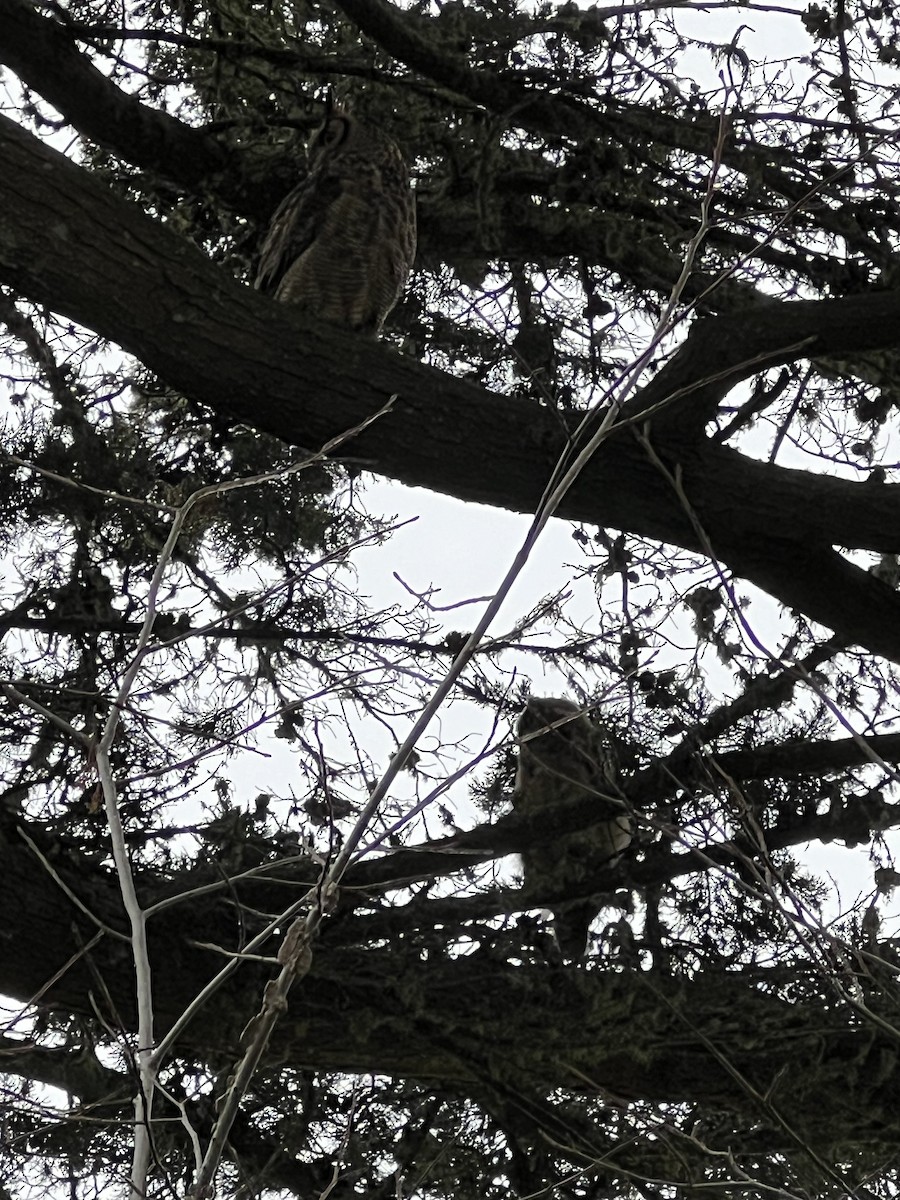 Great Horned Owl - ML619174383