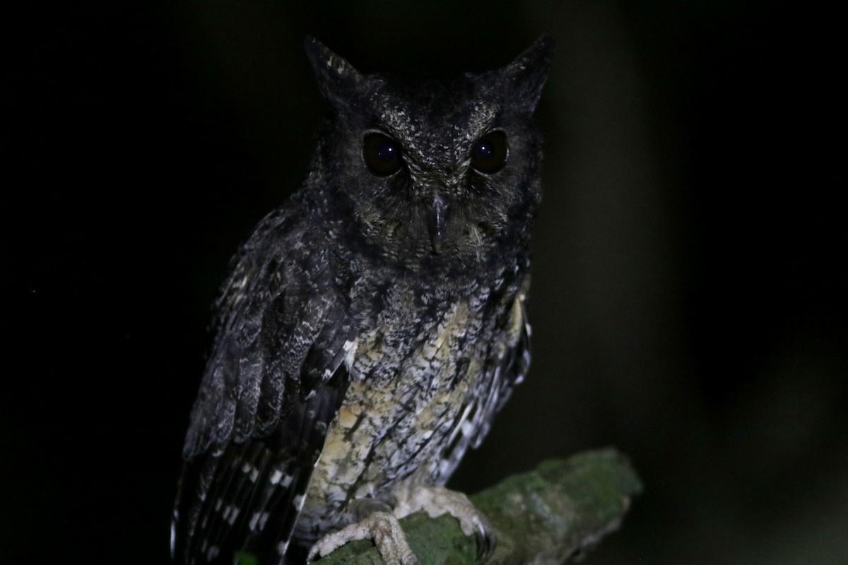 Tawny-bellied Screech-Owl - ML619174388