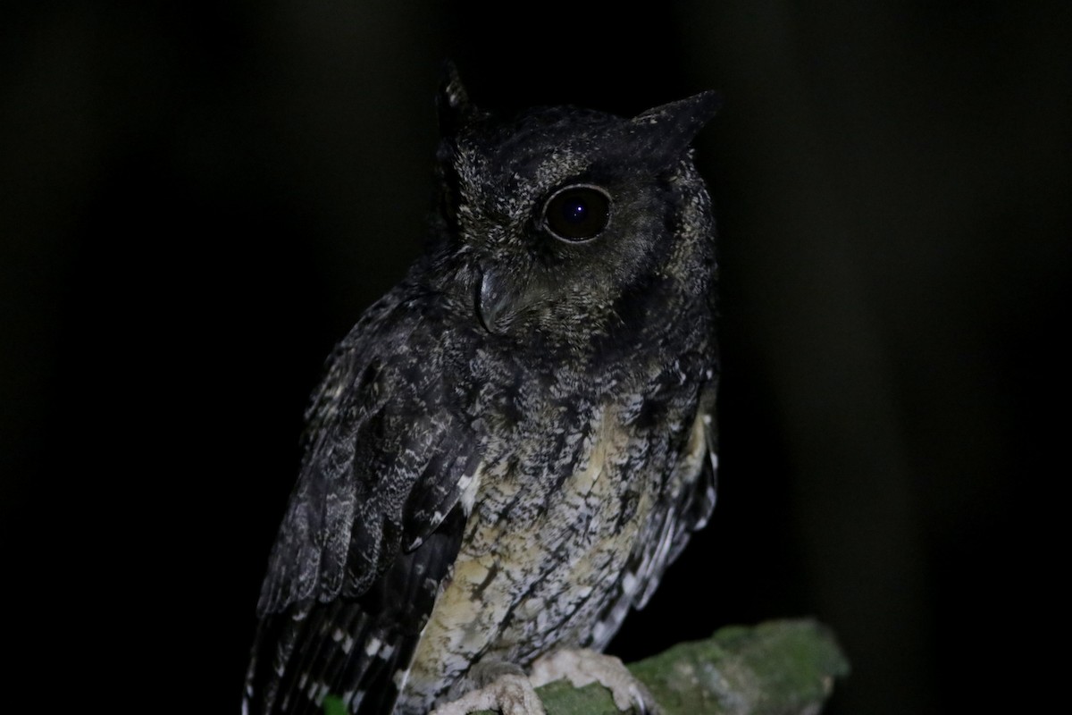 Tawny-bellied Screech-Owl - ML619174389