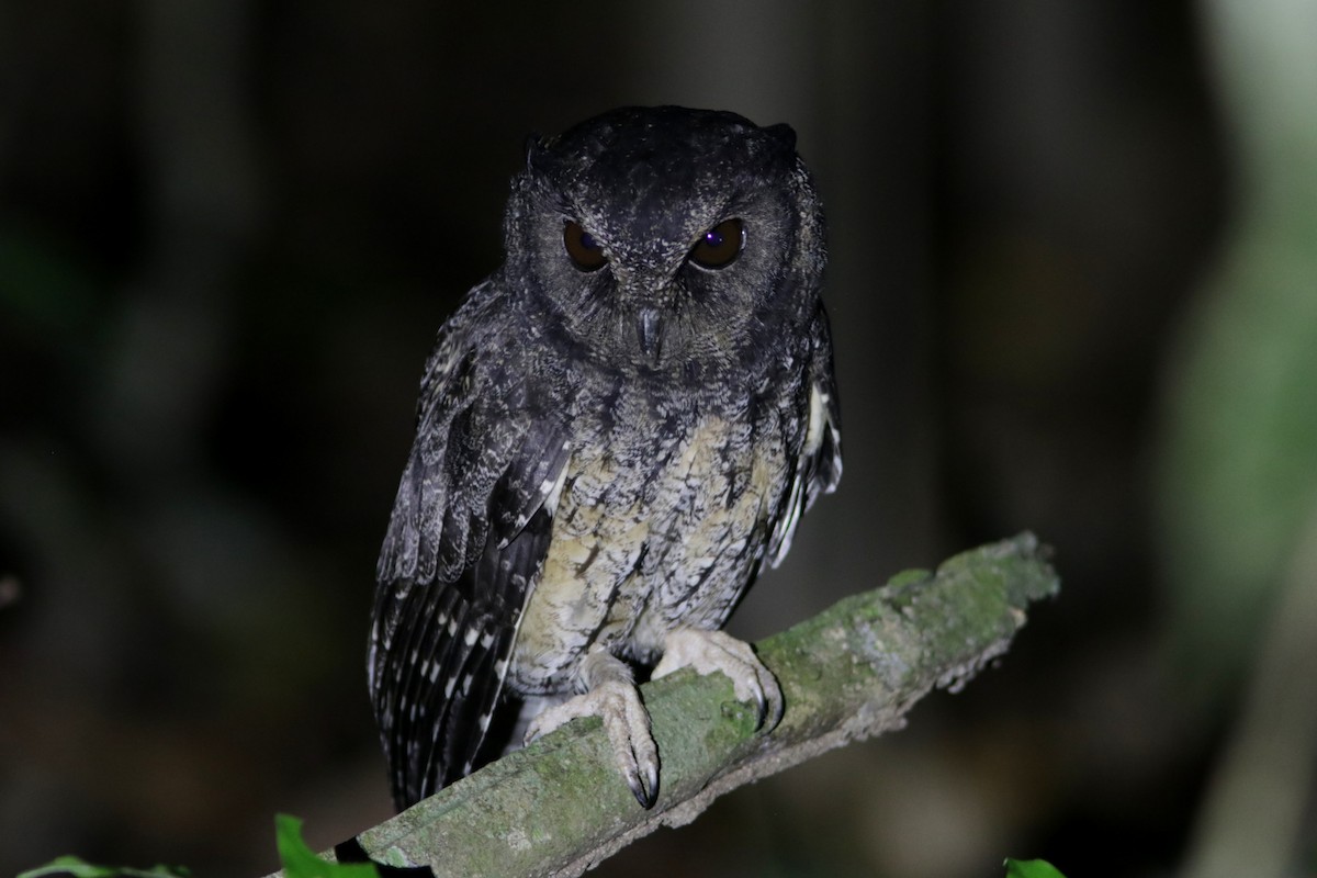 Tawny-bellied Screech-Owl - ML619174390
