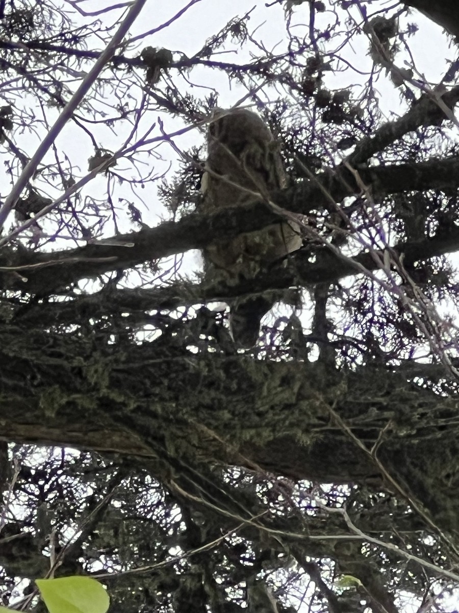 Great Horned Owl - ML619174401
