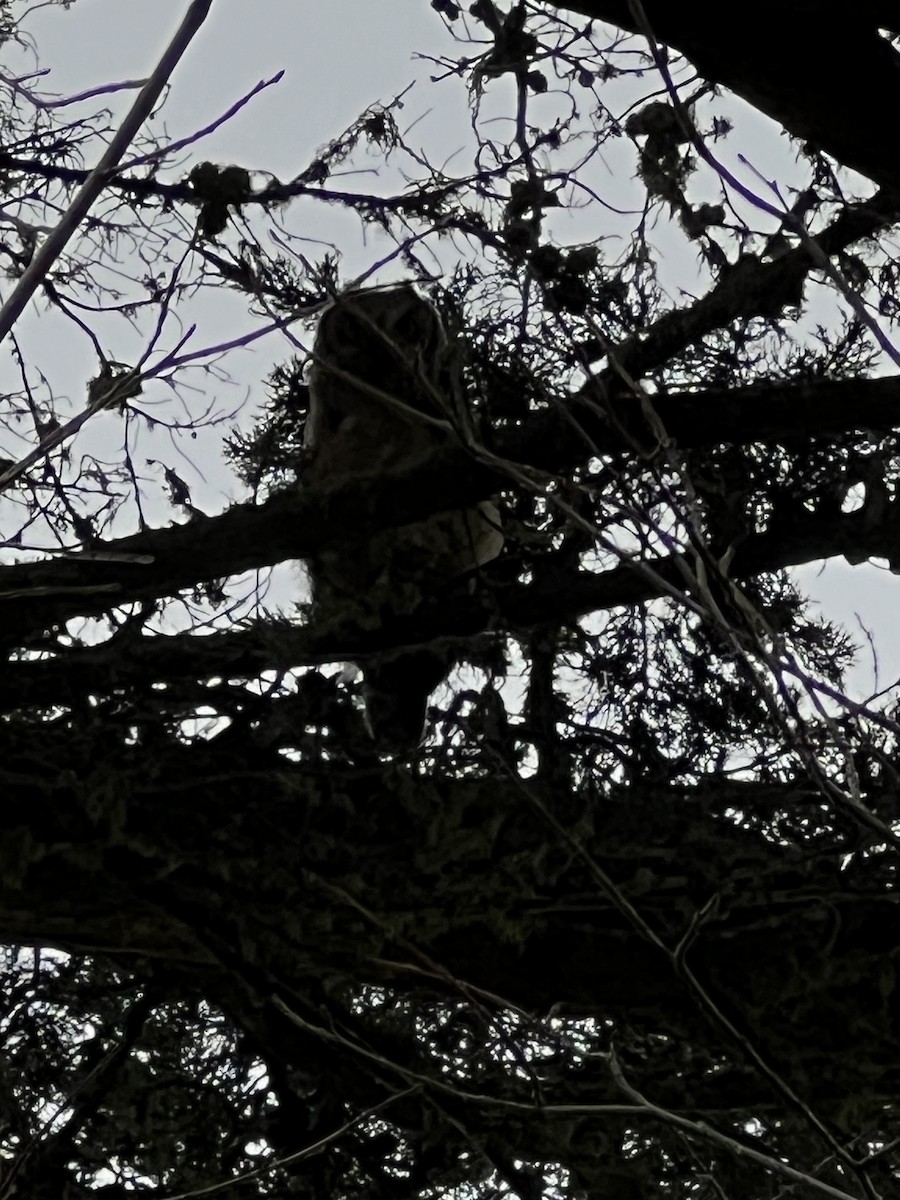 Great Horned Owl - ML619174402