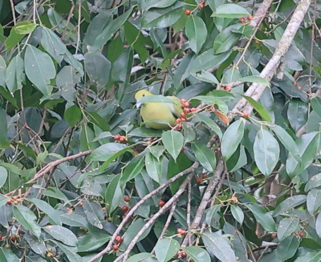 Pin-tailed Green-Pigeon - ML619174403