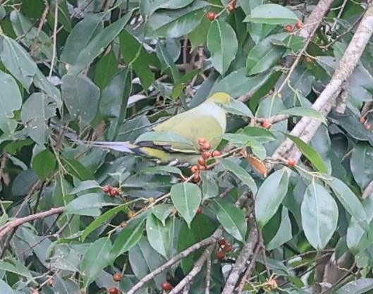 Pin-tailed Green-Pigeon - ML619174404