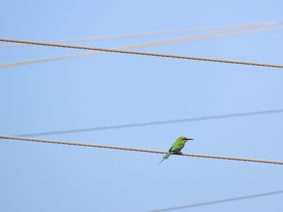 Asian Green Bee-eater - ML619174407