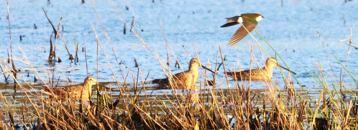 Long-billed Dowitcher - ML619174413