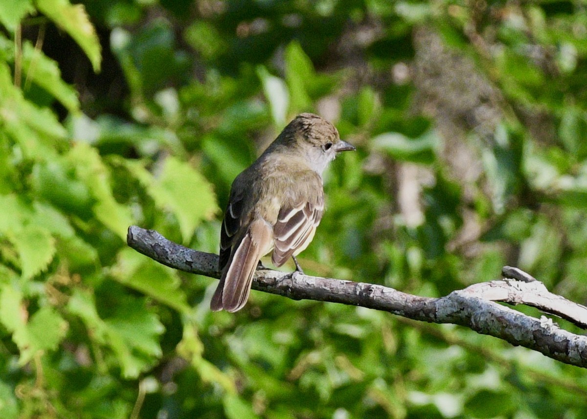 Great Crested Flycatcher - ML619174439