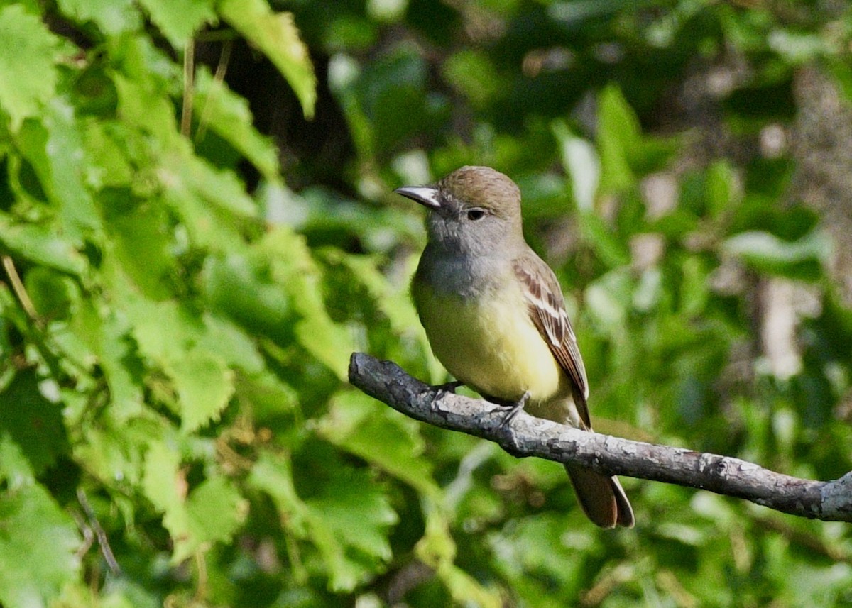 Great Crested Flycatcher - ML619174440