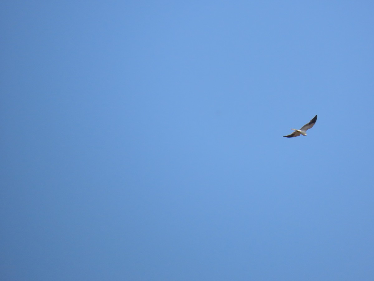 Black-winged Kite - ML619174490