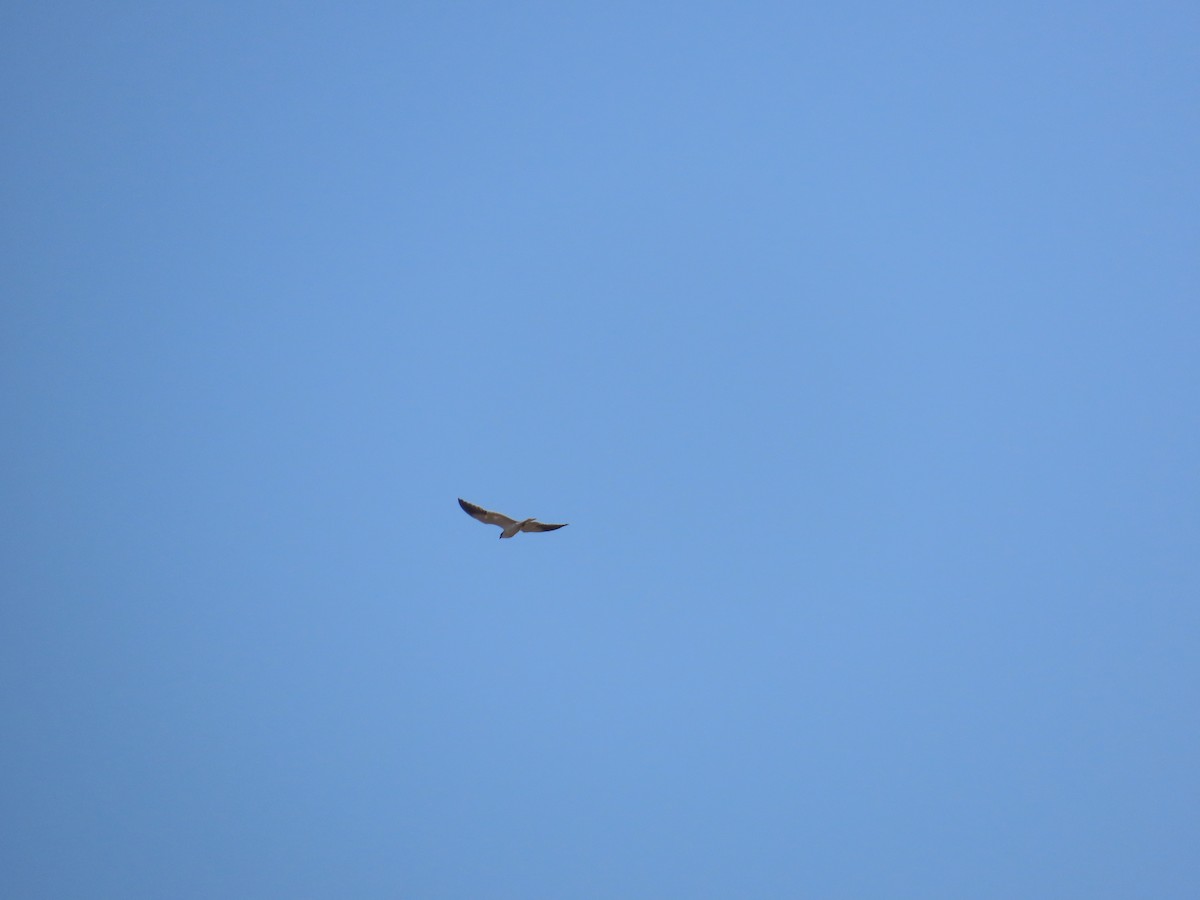 Black-winged Kite - ML619174491
