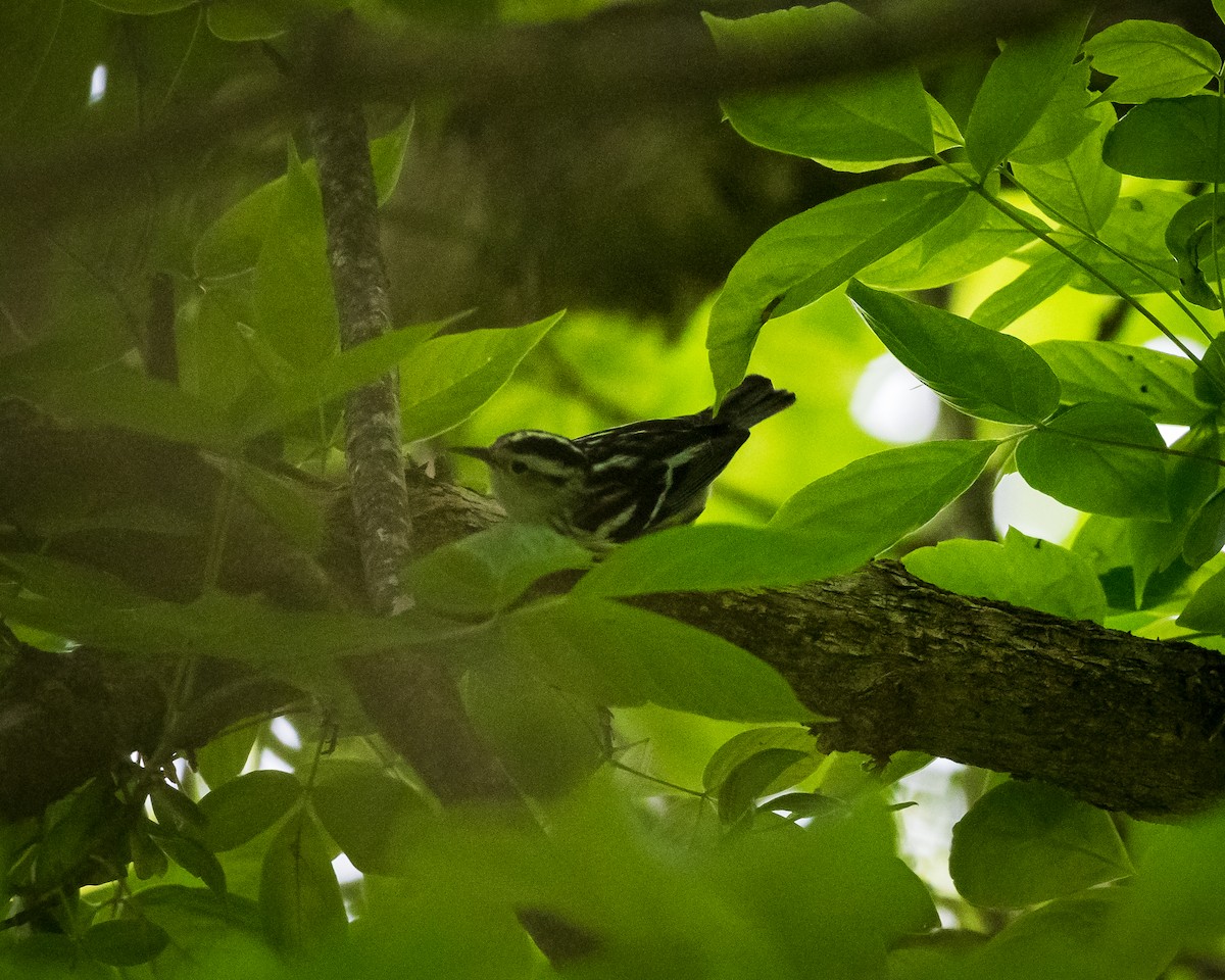 Black-and-white Warbler - ML619174493