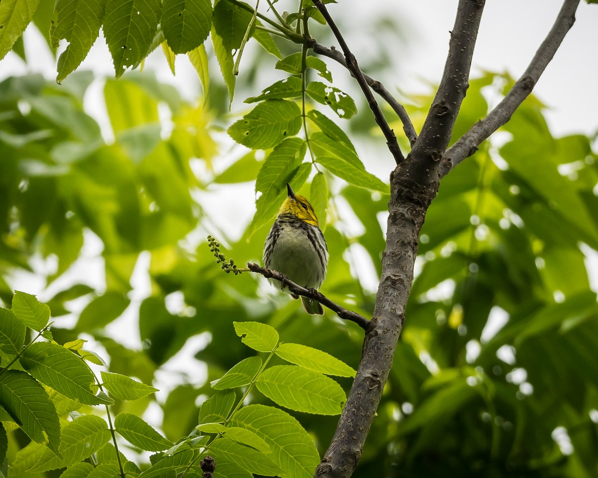 Black-throated Green Warbler - ML619174509