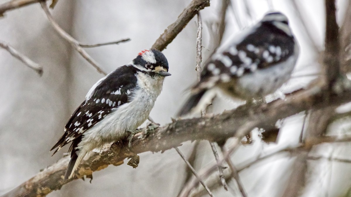 Downy Woodpecker (Eastern) - ML619174626