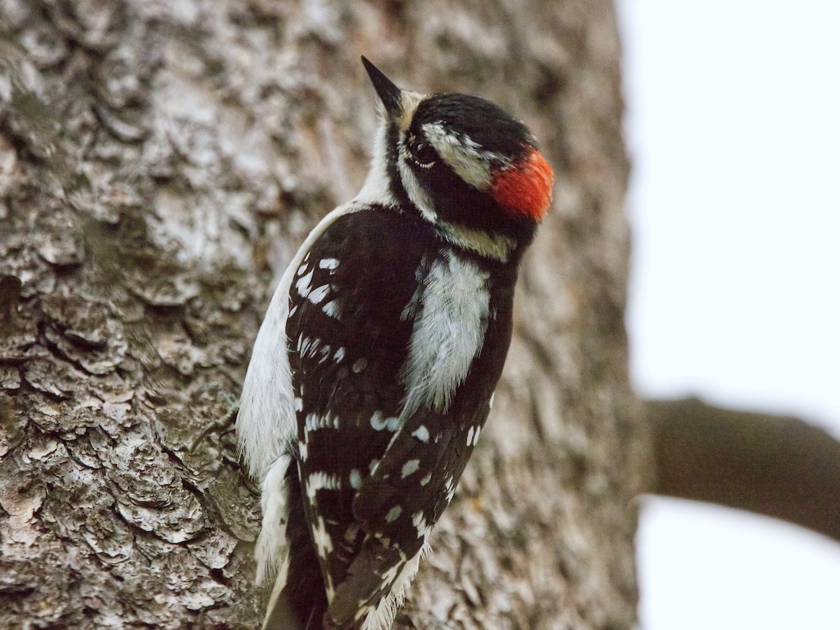 Downy Woodpecker (Eastern) - ML619174627