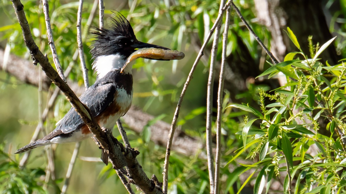 Belted Kingfisher - ML619174730