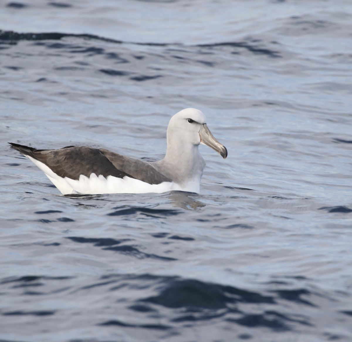 albatros snarský - ML619174773