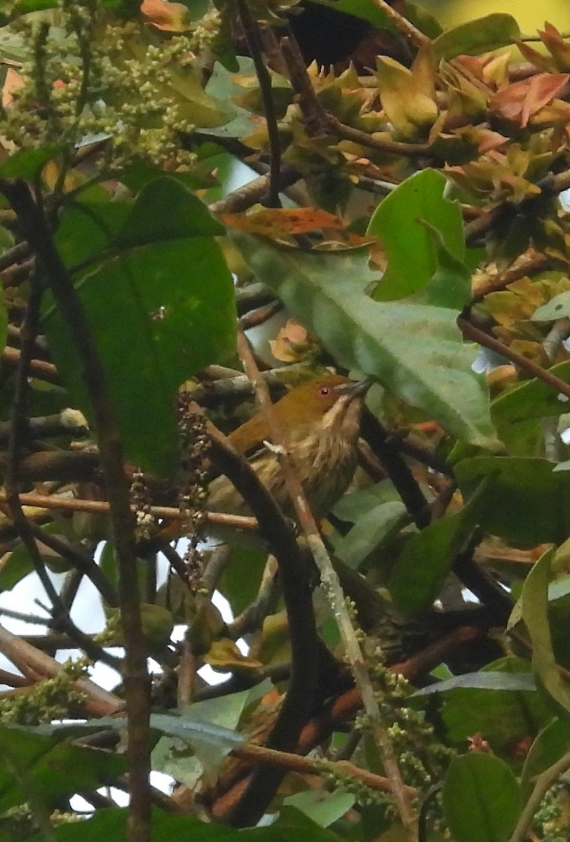 Yellow-vented Flowerpecker - ML619174783