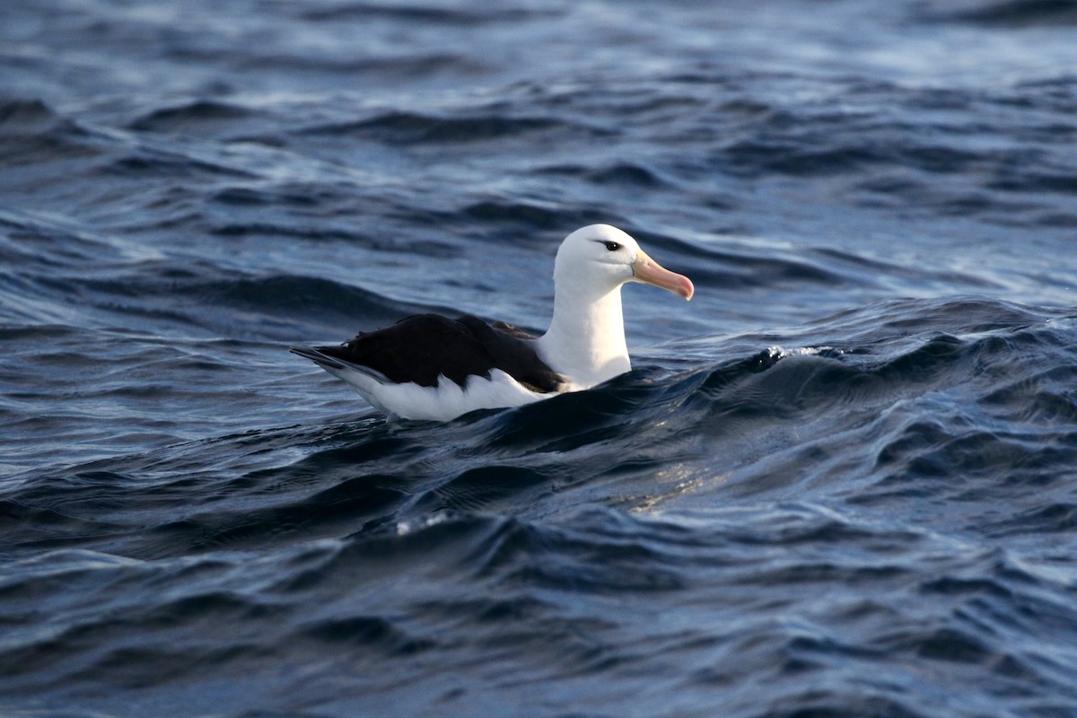 Чернобровый альбатрос - ML619174787