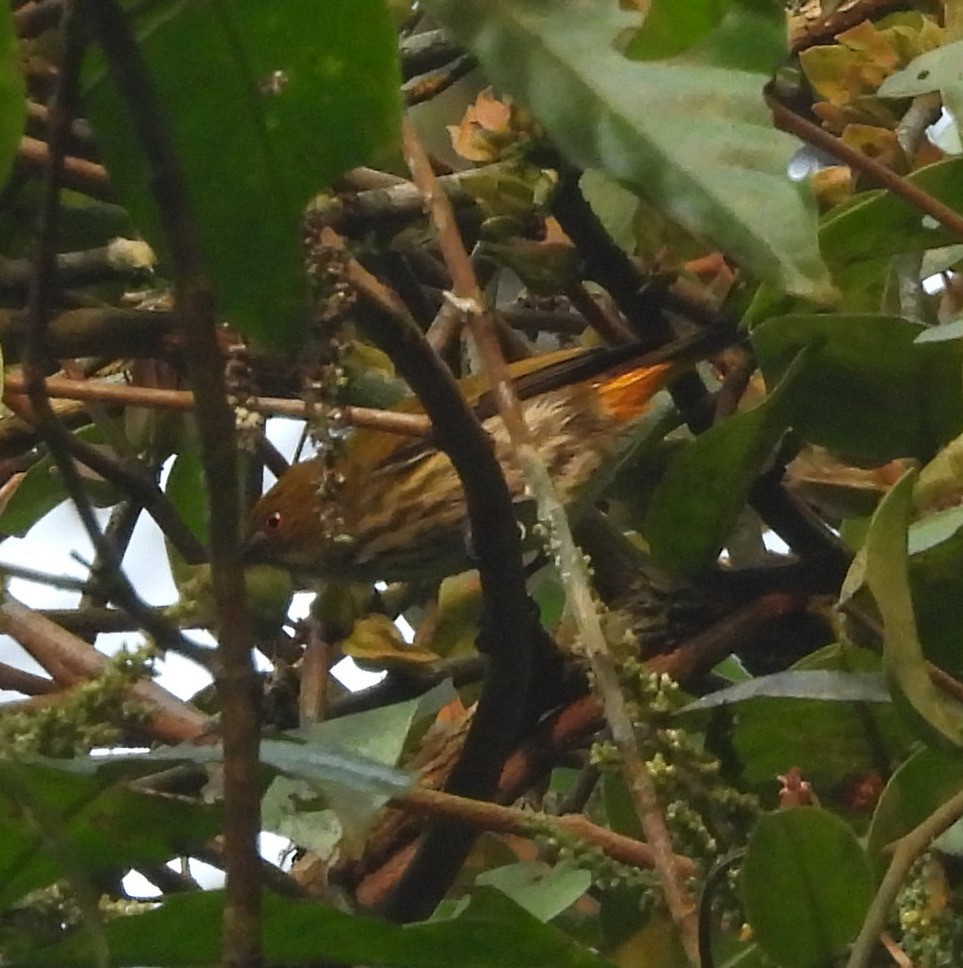 Yellow-vented Flowerpecker - ML619174791
