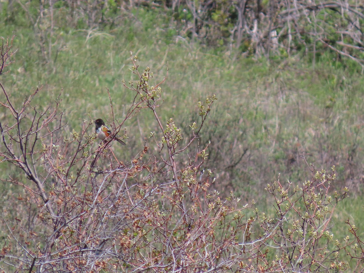 Spotted Towhee - ML619174820