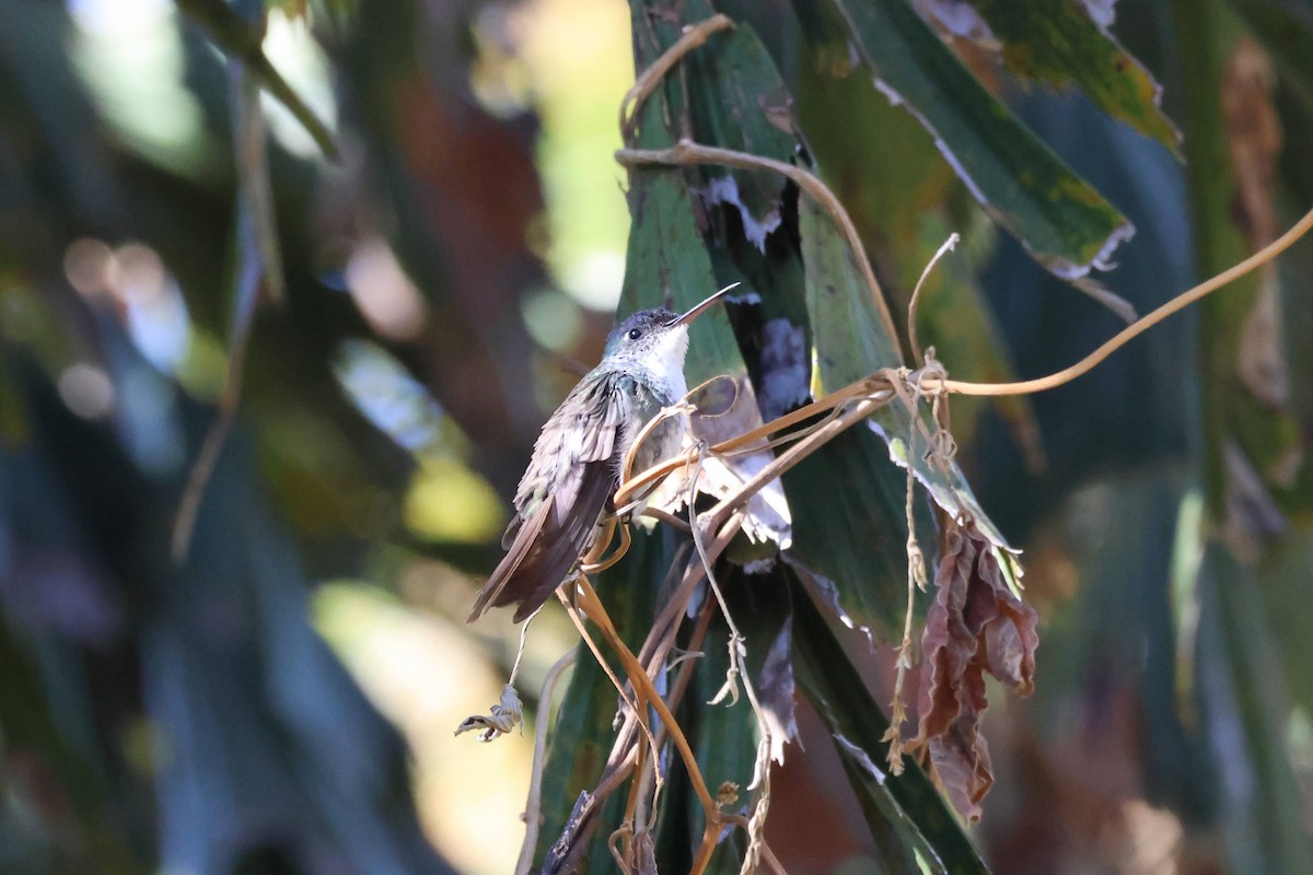 Azure-crowned Hummingbird - ML619174853