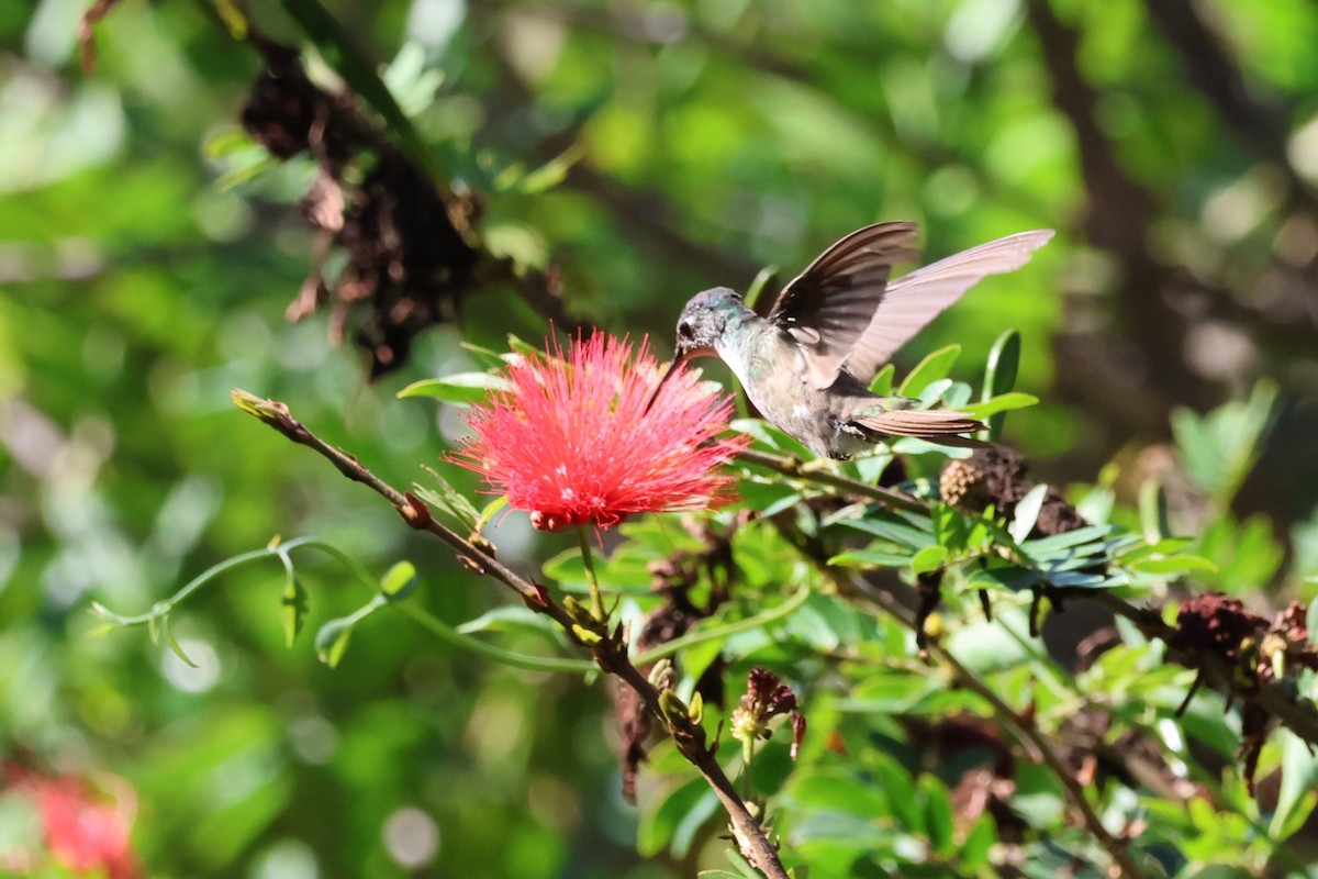 Azure-crowned Hummingbird - ML619174854