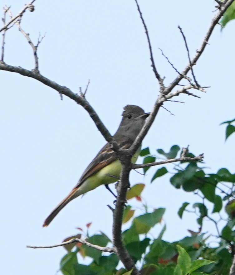 Great Crested Flycatcher - ML619174855