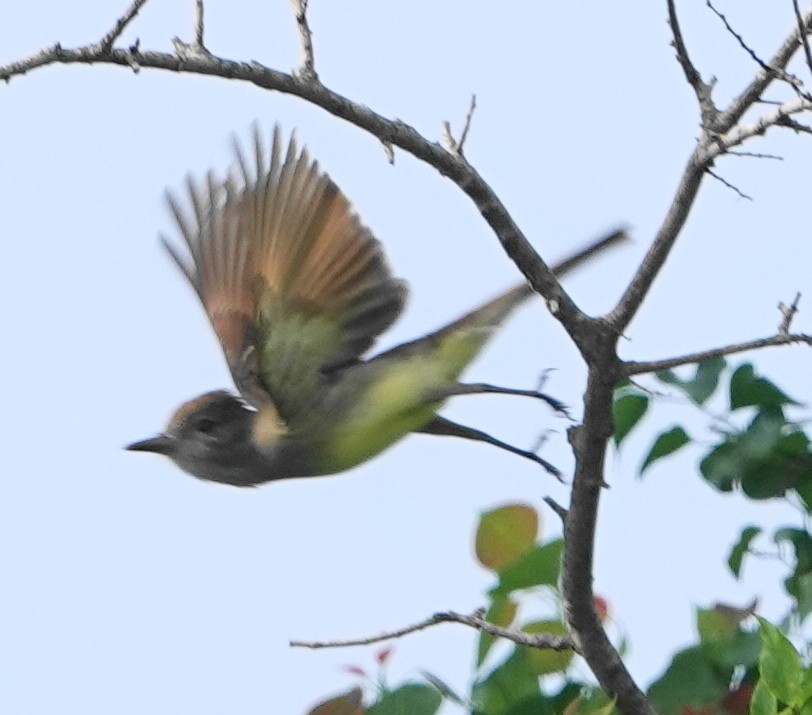 Great Crested Flycatcher - ML619174857