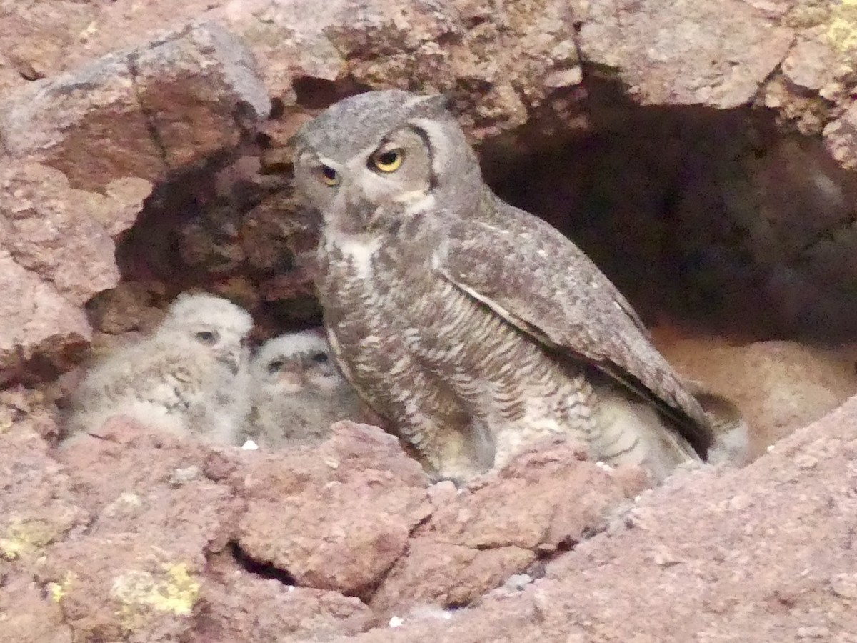 Great Horned Owl - ML619174872