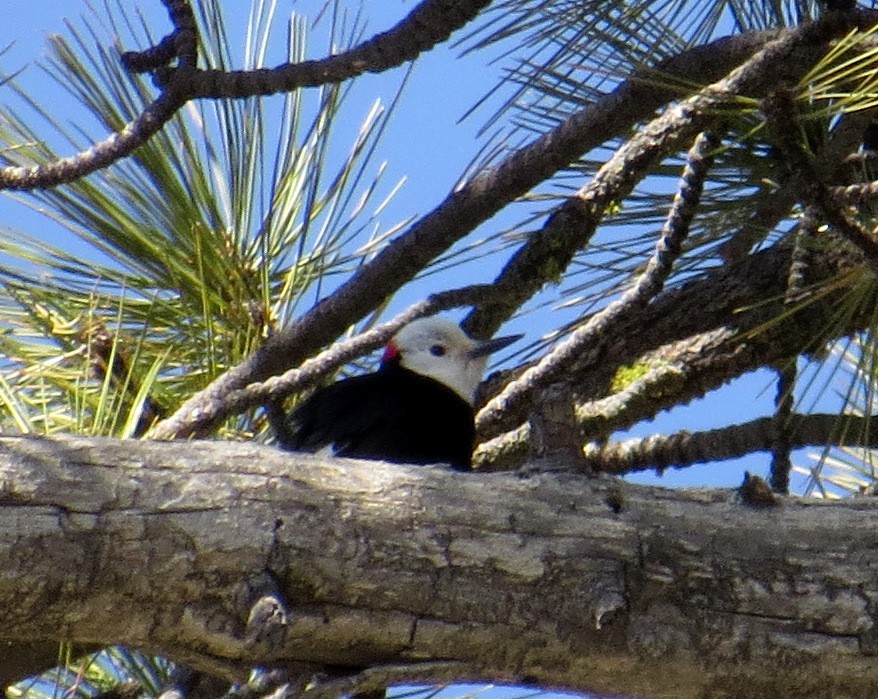 White-headed Woodpecker - ML619174880