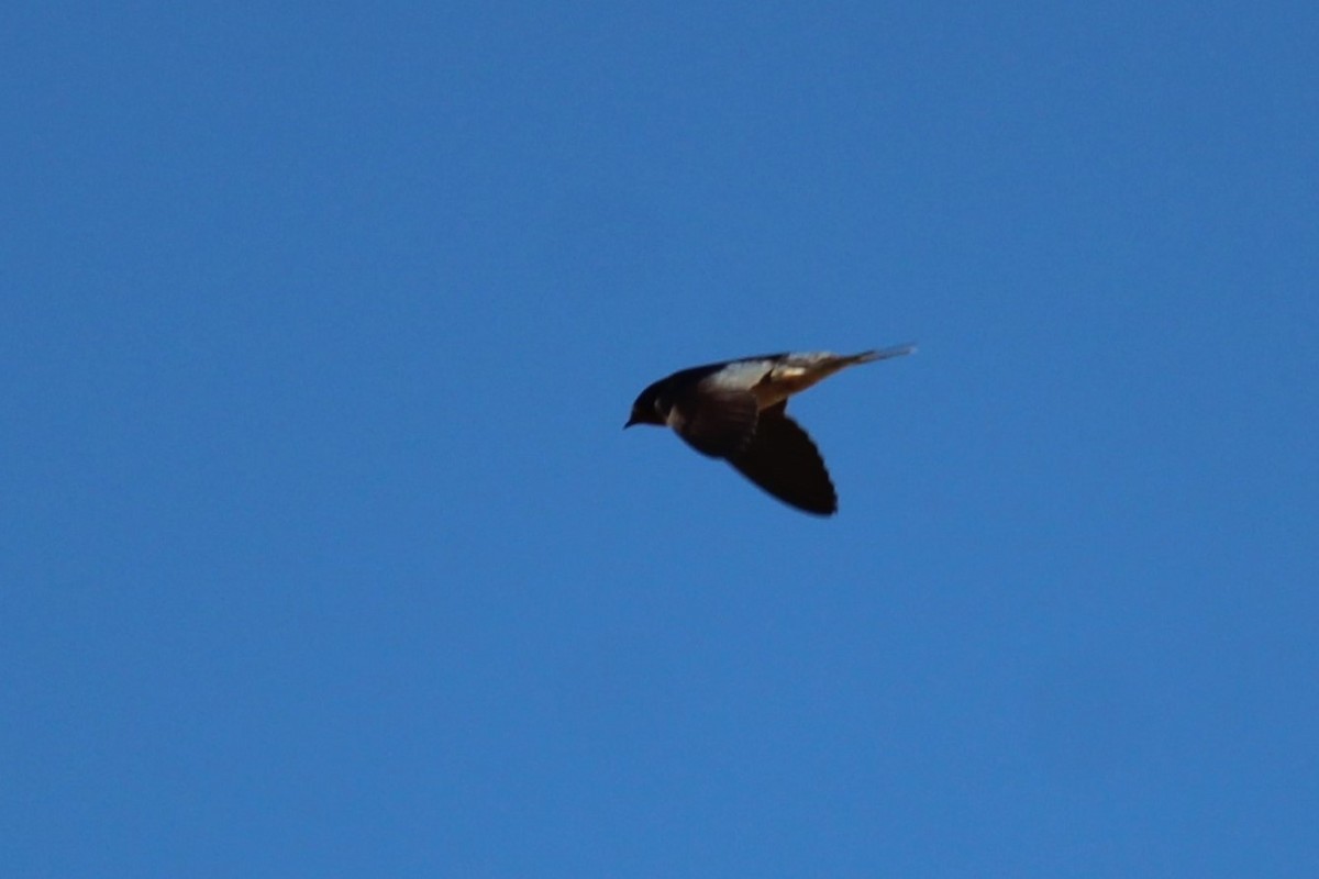 Barn Swallow - ML619174923