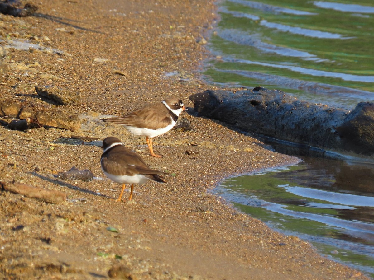 Semipalmated Plover - ML619174940