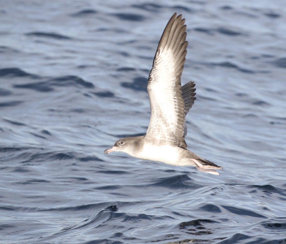 Pink-footed Shearwater - ML619174971