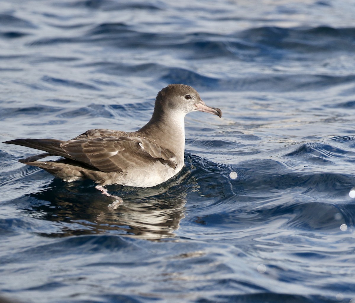 Pink-footed Shearwater - ML619174972