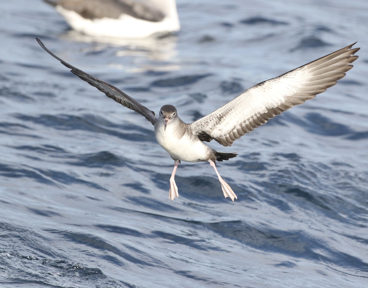 Pink-footed Shearwater - ML619174973